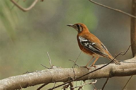 Burung pengicau endemik pulau timor  Dalam bahasa Inggris dikenal sebagai Biak White-eye