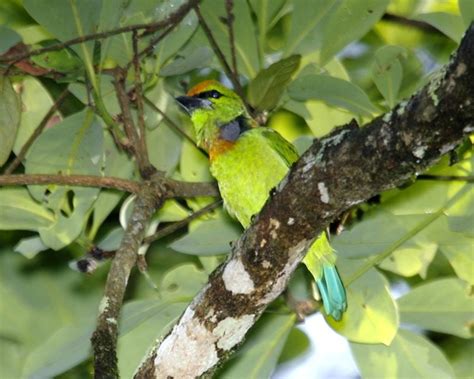 Burung takur dahan hidup di negara  3