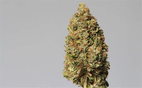 Buy weed online joliette <i> Buy My Weed Online gives you free gifts like 7g of weed</i>