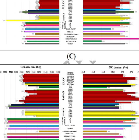 C elegans genome size  elegans revealed that, with one exception,