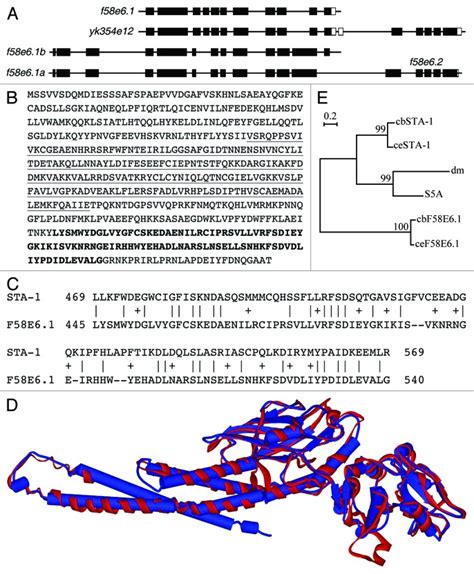 C elegans genome size  The genome of C