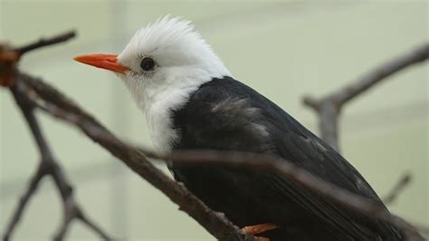 Cabra puxa que bicho  01 – Avestruz PUXA: Vaca * Águia * Galo * Pavão * Peru