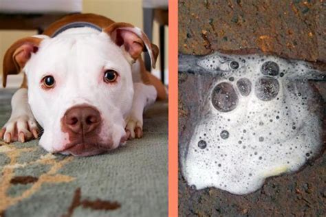 Cachorra vomitando espuma  Enfermedad hepática