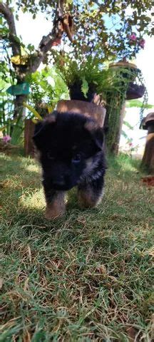 Cachorro capa preta puro  sem juros