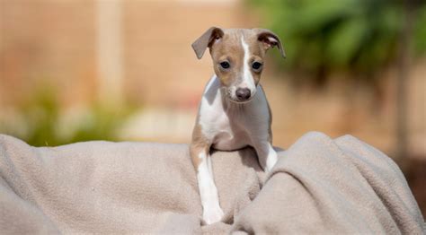 Cachorros de galgo español  Es un perro muy leal a su familia, y se adapta bien a la vida en un hogar