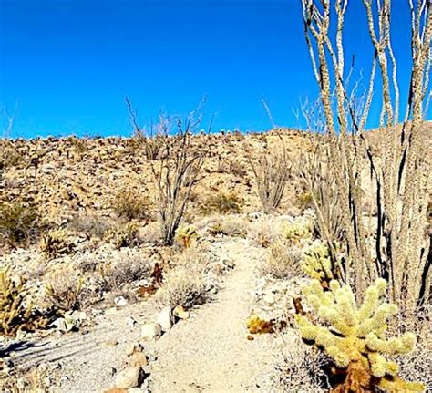 Cactus loop trail anza borrego 1-km cerca de Borrego Springs, California