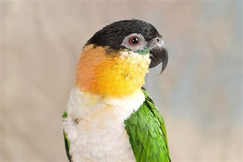 Caique parrot pronunciation  Learn how to say Caique with EmmaSaying free pronunciation tutorials