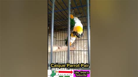 Caique parrot pronunciation  List your bird for sale here