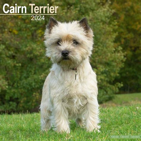 Cairn terrier petfinder Keko is an adoptable Dog - Yorkshire Terrier & Cairn Terrier Mix searching for a forever family near Charleston , SC