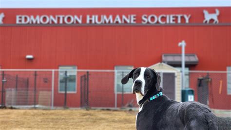 2024 Calendar Contest Web Feature Edmonton Humane Society