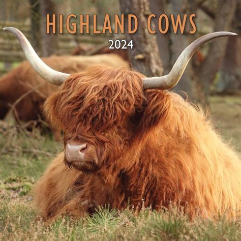 2024 Calendar Highland Cows