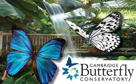 Cambridge butterfly discount code  🛒 Sales