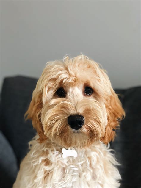 Can you get a pedigree cockapoo  How much is a puppy? Puppy: Consider costs when choosing a dog