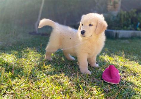 Canil golden retriever curitiba  Canil