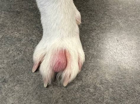 Canine interdigital furunculosis  A 3