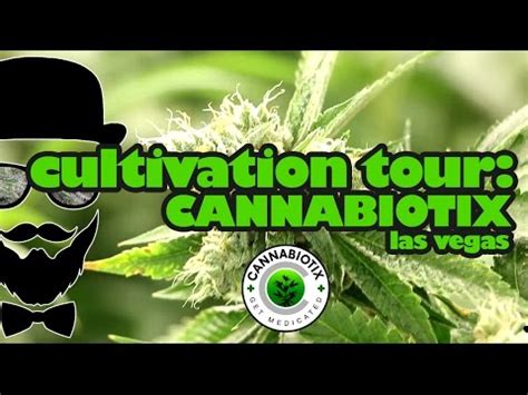 Cannabiotix las vegas  The effects are good for feeling relieved and relaxed