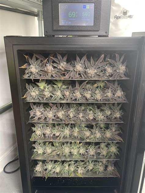 Cannatrol uk  You could dry many times that amount of pot with a smaller investment