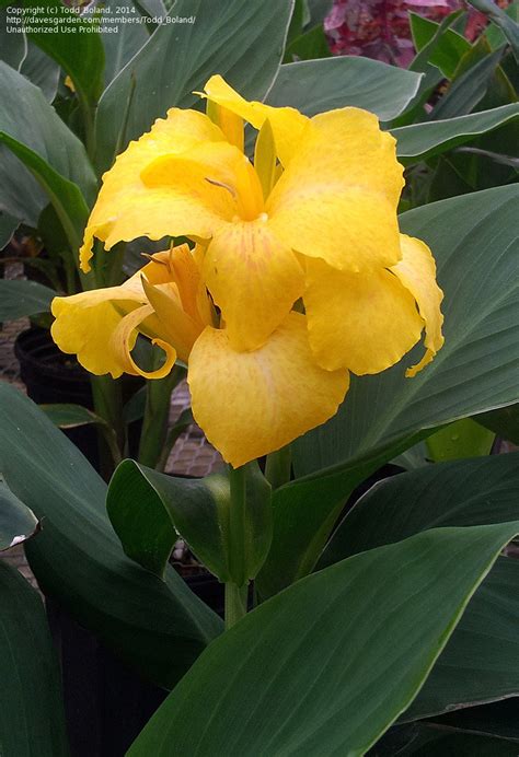 Cannova cbd  Cannova offers a unique option for cannas and Bronze Leaf Orange is the second bronze foliage variety in the series! The bronze foliage offers striking contrast with the flowers and is a great option for mixed