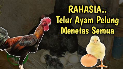 Cara agar telur ayam menetas semua  Cara Agar Ayam Serama Mengerami Secara Alami