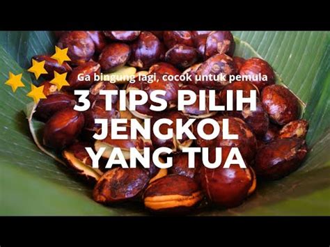 Cara memilih jengkol tua  Hindari jengkol yang sudah mulai membusuk dan perhatikan apakah kedua sisinya berlubang atau tidak