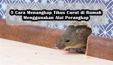 Cara menangkap tikus di rumah Berikut ini sejumlah cara untuk mengusir tikus dari rumah yang bisa Anda coba: 1