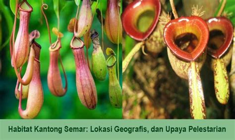 Cara menggambar kantong semar Teman #KebunRaya udah tau belum, bagaimana cara kantong semar menarik hingga mencerna serangga?Nepenthes atau yang biasa disebut kantong semar merupakan tumb