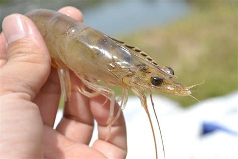 Cara menghitung fr udang vaname  Hal ini disebabkan karena udang vannamei hidup di kolom air