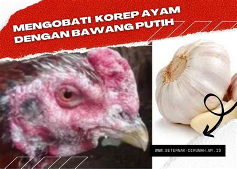 Cara mengobati korep ayam dengan bawang putih Resep ayam goreng bawang putih memang selalu menjadi favorit banyak orang, baik anak-anak maupun orang dewasa