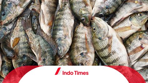 Cara mengundang ikan nila babon  Untuk memancing ikan nila di kolam pemancingan bahan umpan yang perlu disiapkan yaitu : - 50 sampai 100 gram pelet ikan nila 781-2 (sesuaikan kebutuhan kita) - 50 sampai 100 gram pellet ikan PF-1000 (sesuaikan kebutuhan kita) - 1 butir kuning telur