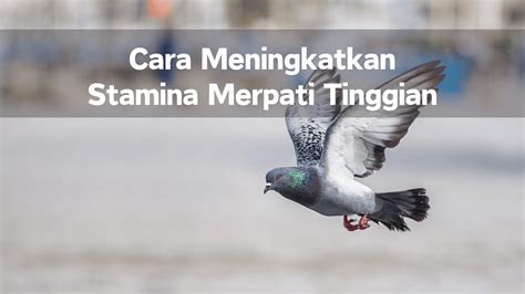 Cara meningkatkan stamina merpati tinggian  Resolusi lain: 320 × 213 piksel | 640 × 427 piksel | 1024×683 piksel | 1280 × 853 piksel | 2