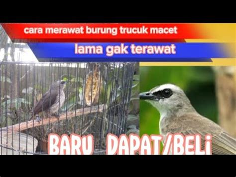 Cara merawat burung trucuk cara setting trucukan untuk lomba – Halo sobat kicau mania indonesia, kembali lagi bersama kami Kacer