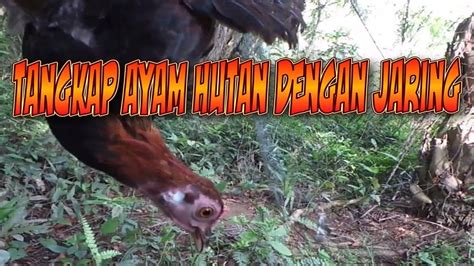 Cara tangkap ayam hutan  Karena merupakan hewan liar maka ayam hutan sangat takut bertemu manusia