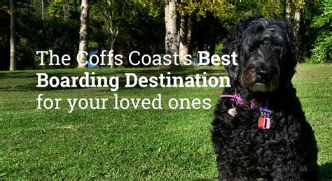 Cat boarding coffs harbour  Our Coffs Harbour motel and kennel is designed to ensure that your dog, cat or other small animal has the very best care