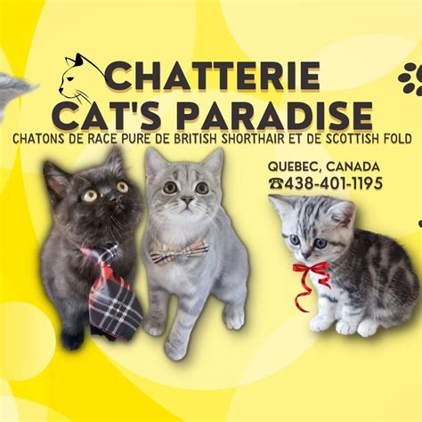 Cat sitting châteauguay  Visit us to find the most qualified pet sitter for your pet ! PetSitter