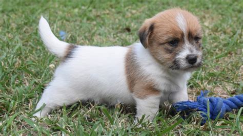 Cav a jack puppies overview of the Cavapoo Dog Breed