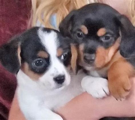 Cav a jack puppies for sale  She is a healthy mama