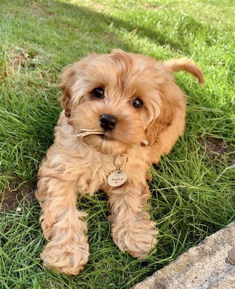 Cavapoo puppies for sale scotland  2