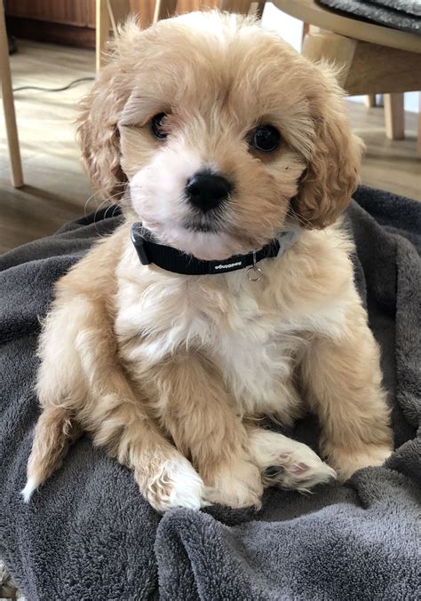 Cavapoo puppies scotland  Miniature Poodles are usually about 10–15 inches tall at the shoulders and weigh 10–15 pounds