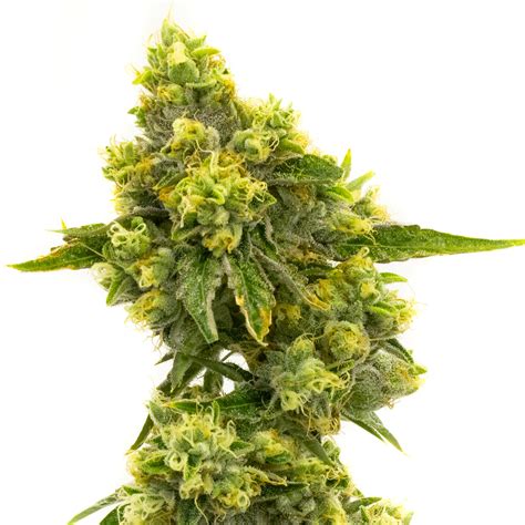 Cbd jack herer seeds  Additionally, discover our catalog of pot seeds to choose the strain that is suitable for your growing conditions and skill level