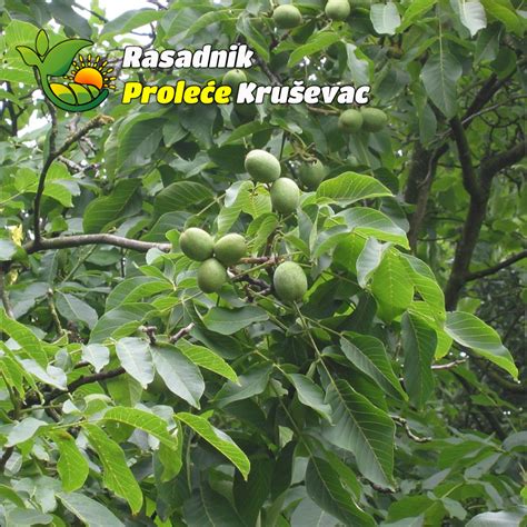 Cena sadnice oraha  Rasadnik je relativno mlad u svom registrovanju, ali ima dugu