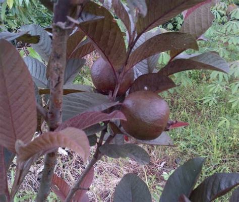 Cerbung bunga merah jambu 21  Begini penjelasan selengkapnya