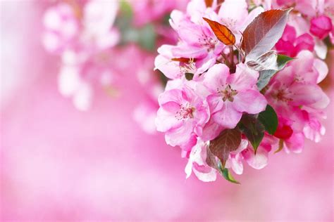 Cerbung bunga merah jambu 47  teratai background bunga