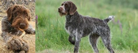 Cesky fousek health testing  Which one may need more or less veterinary visits: Wirehaired Pointing Griffon vs Cesky Fousek? Frequent