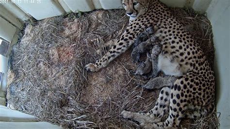 Cheetah cub cam  The success is the result of innovative reproductive and animal husbandry research, a community of conservationists that prioritizes close collaboration, and a