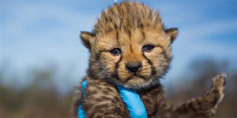 Cheetah cub cam  When a single Cheetah cub was born at Monarto Safari Park late in the night on Sunday 5 March, keepers were delighted but concerned