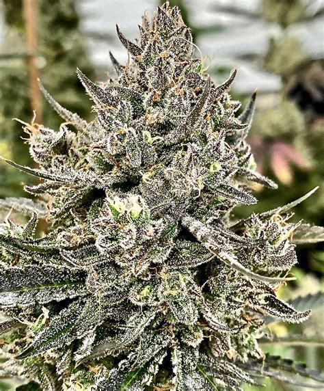 Cheetah the hut strain When it comes to exotic and wild-sounding cannabis strains, Cheetah Piss is a name that stands out