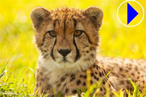 Cheetah webcam national zoo  410-396-7102