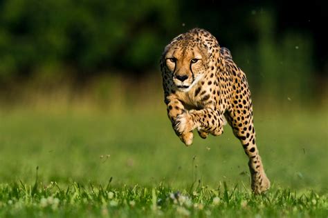 Cheetah_ mfc  Five-year-old female Echo is having contractions and birthed one cub already shortly after 11 a