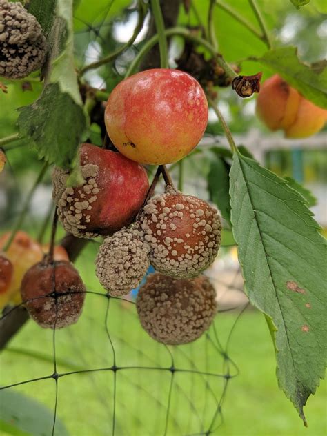 2024 Cherries brown rot fungicide - плиткапрофи.рф