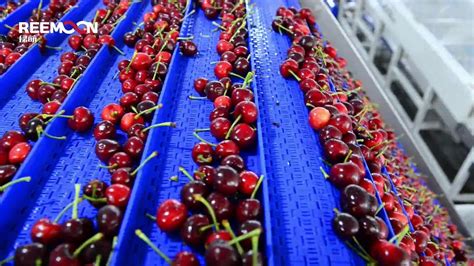 Cherry sorting machine  We are dedicated to offering an accurate coffee bean cleaning and sorting solution for customers all over the